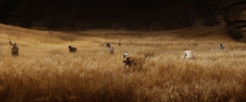 thehost-wheat-field