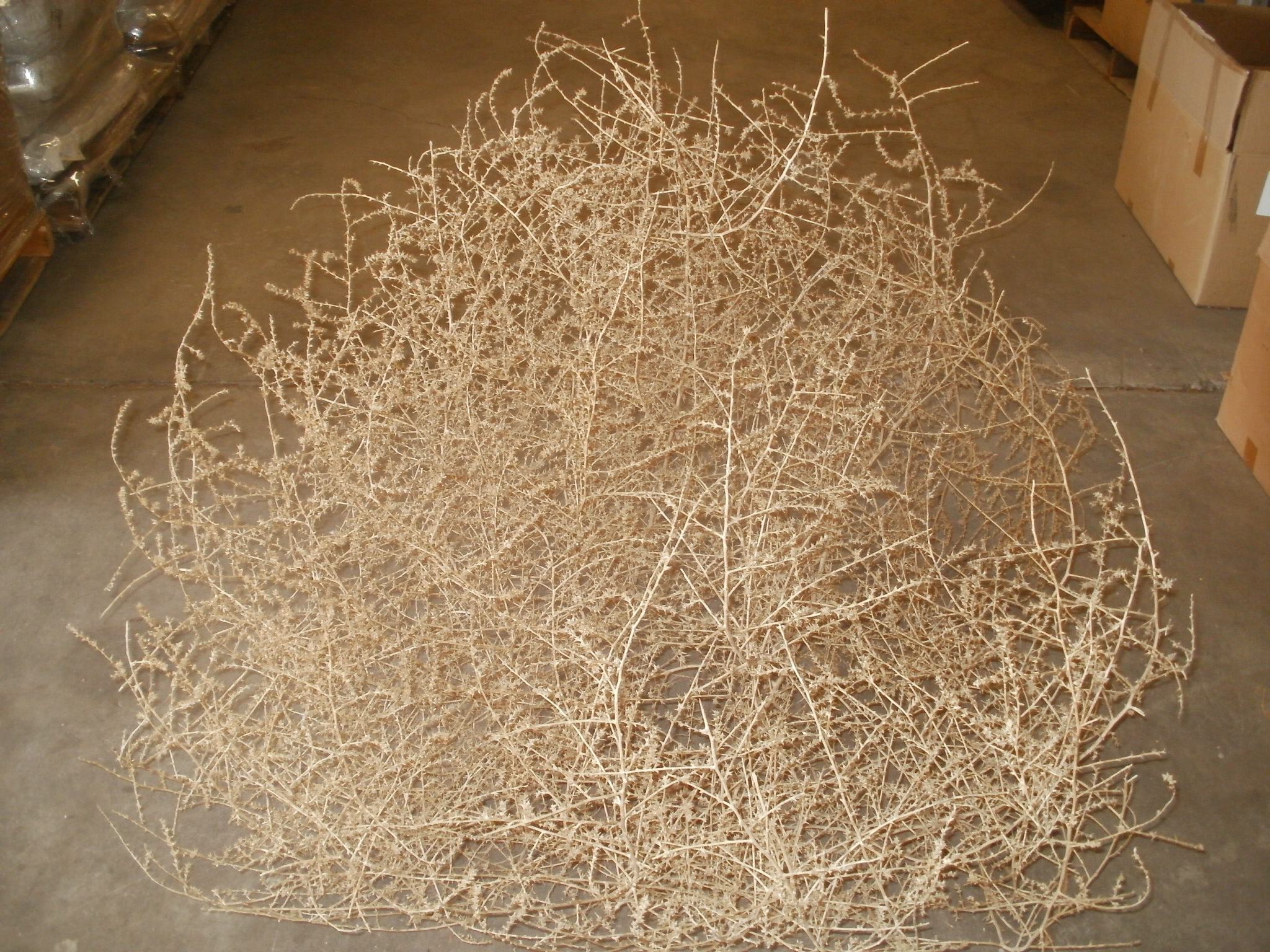 Found Tumbleweed