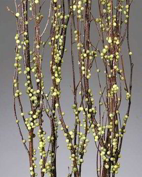 Dried Branches