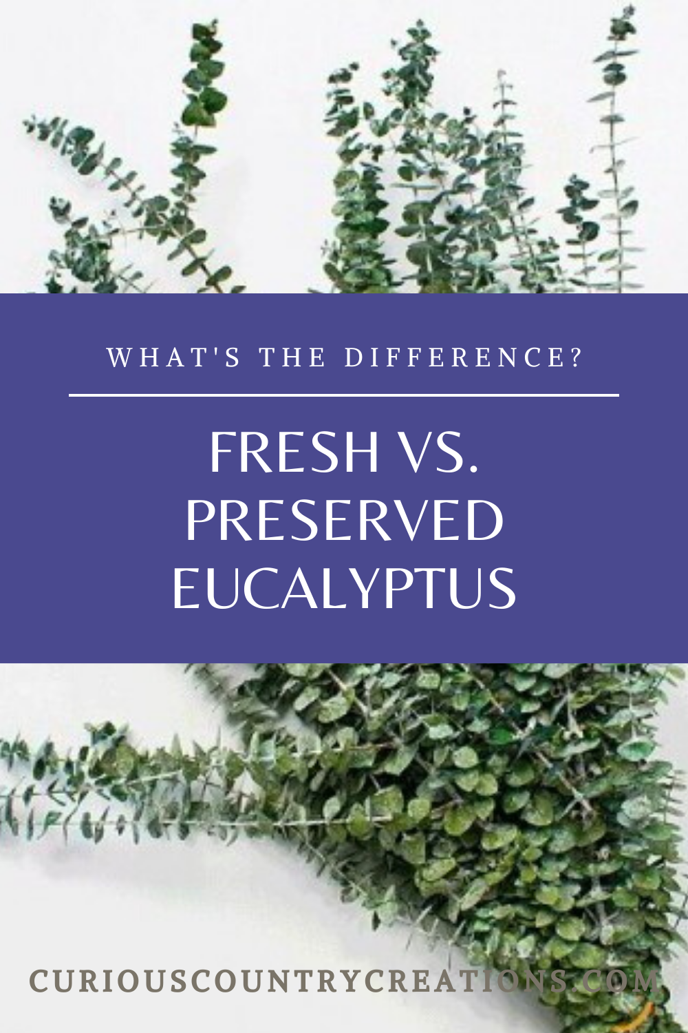 How Long Will Dried Eucalyptus Last at Willard Roberts blog