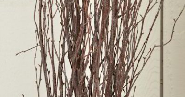 Primrue 30 Birch Twigs Decorative Branches