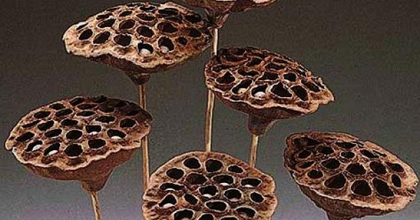 Dried Pods And Decorative Seeds