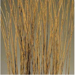 Asian Willow 4-5 foot