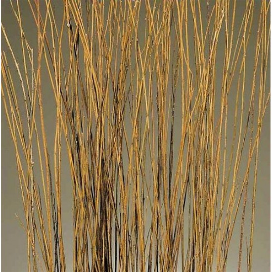 Asian Willow 4-5 foot