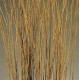 Asian Willow 4-5 foot