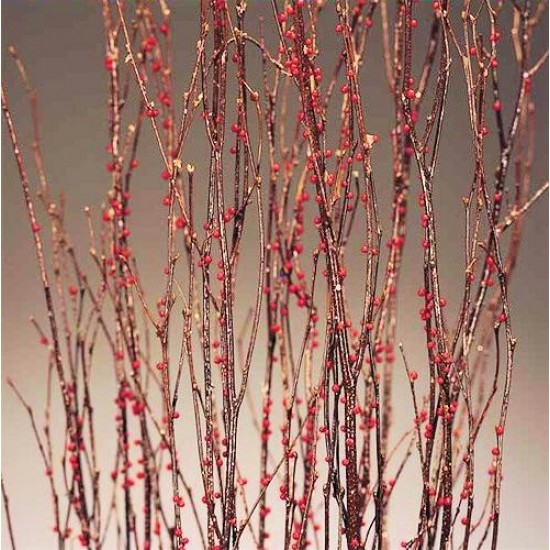 Berry Birch Branches - Red Berry Birch Branches - Red