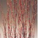 Berry Birch Branches - Red Berry Birch Branches - Red