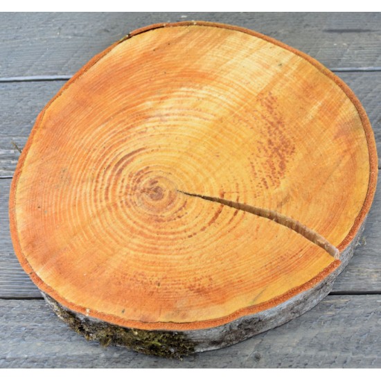 Red Alder Wood Slices (Birch Slices) - Medium Red Alder Wood Slices (Birch Slices) - Medium