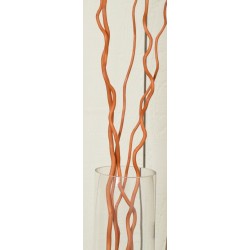 Corkscrew Willow - Color Cases