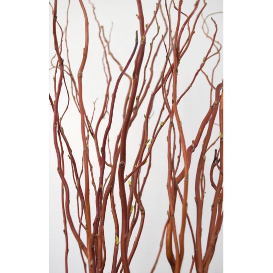 Dark Curly Willow (Weddings, Events, Centerpieces)