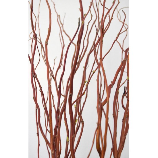 Dark Curly Willow (Weddings, Events, Centerpieces) Dark Curly Willow (Weddings, Events, Centerpieces)