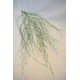 Dried Deco Branch - Green Glittered 3-4ft