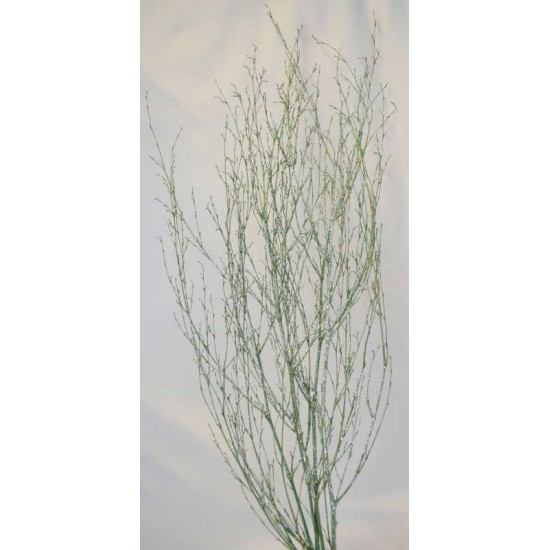 Dried Deco Branch - Green Glittered 3-4ft Dried Deco Branch - Green Glittered 3-4ft