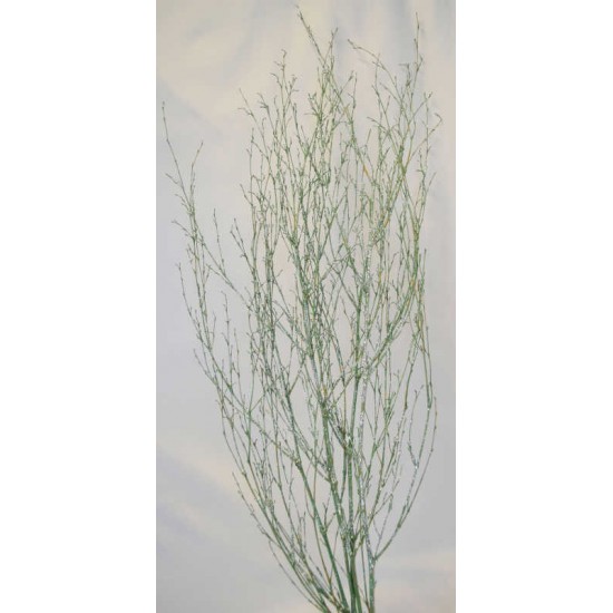 Dried Deco Branch - Green Glittered 3-4ft