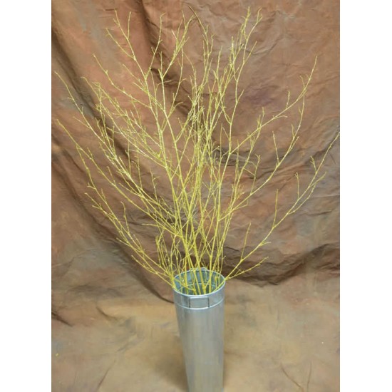 Dried Deco Branch - Gold 3-4ft Dried Deco Branch - Gold 3-4ft