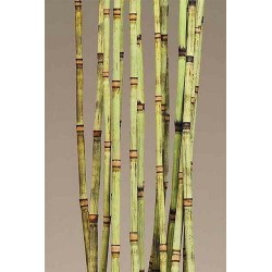 Decorative Equisetum