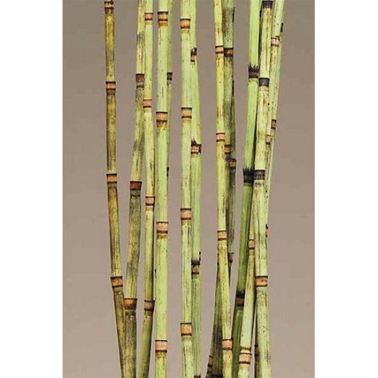 Decorative Equisetum