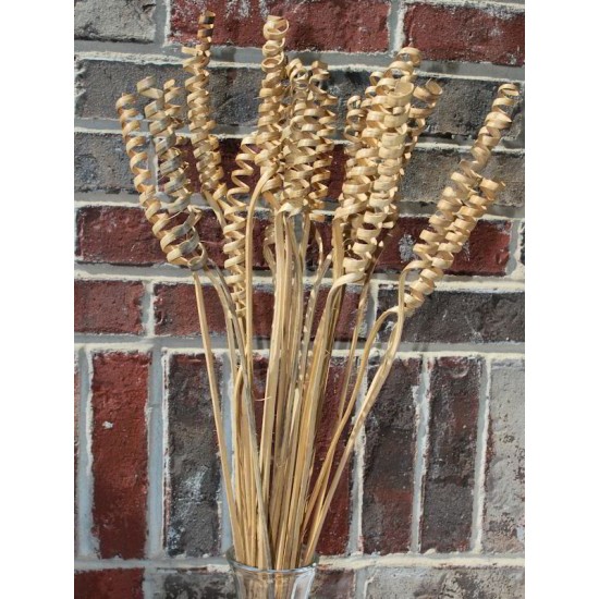 Dried Cane Springs