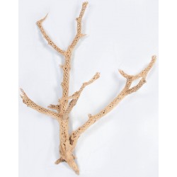 Cholla Cactus Tree Finger - Sandblasted Branches
