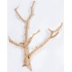Cholla Cactus Tree Finger - Sandblasted Branches