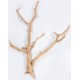 Cholla Cactus Tree Finger - Sandblasted Branches Cholla Cactus Tree Finger - Sandblasted Branches