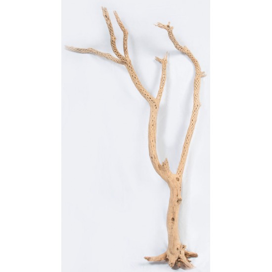 Cholla Cactus Tree Finger - Sandblasted Branches