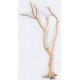 Cholla Cactus Tree Finger - Sandblasted Branches Cholla Cactus Tree Finger - Sandblasted Branches