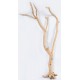 Cholla Cactus Tree Finger - Sandblasted Branches