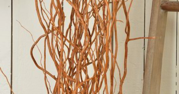 Curly Willow Branches for Arrangements - Long Stem Natural