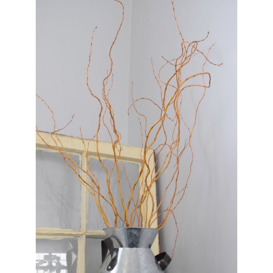 Curly Willow Branches for Arrangements - Long Stem Natural