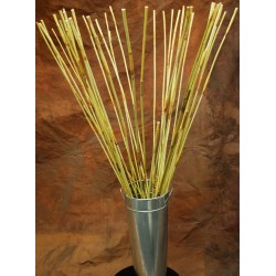 Decorative Elephant Reeds (Equisetum Like Reed)