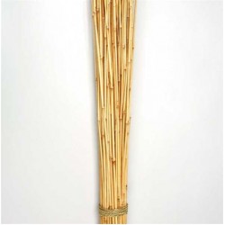 Dried Honey Bamboo Stack - 4ft Natural