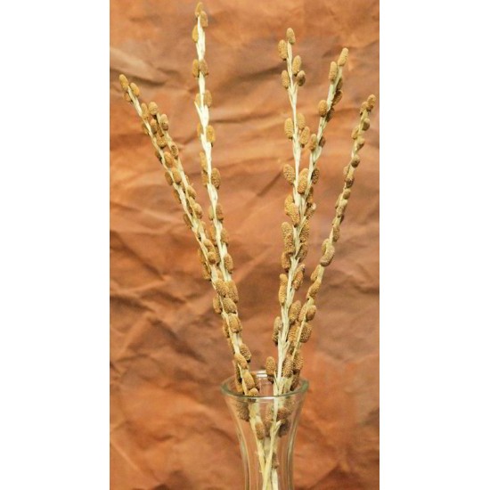 Dried Lichen Sticks