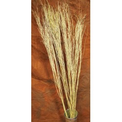 Natural Yangani Branches - Tall