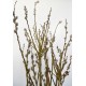 Dried Pussy Willow Branches