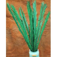 Dried Rahul Stick Green