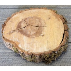 Elm Wood Slices - Large