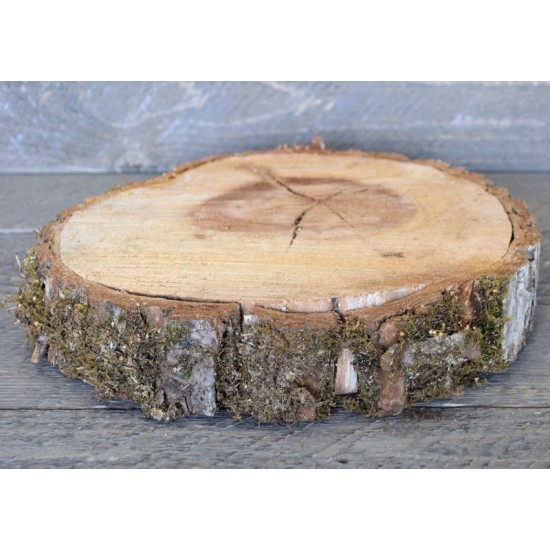 Elm Wood Slices - Large