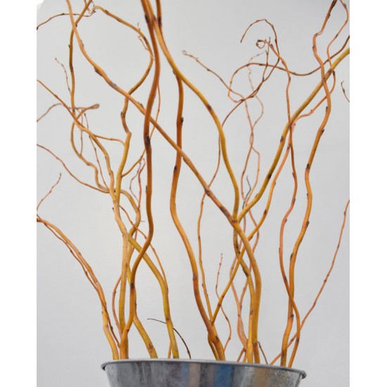 Fresh Curly Willow Branches Long Stem