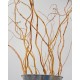 Fresh Curly Willow Branches Long Stem