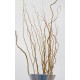 Fresh Curly Willow Branches Long Stem