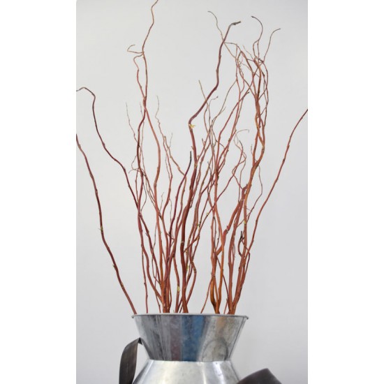 Fresh Curly Willow Branches Long Stem Fresh Curly Willow Branches Long Stem