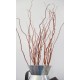 Fresh Curly Willow Branches Long Stem