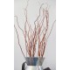 Fresh Curly Willow Branches Long Stem Fresh Curly Willow Branches Long Stem