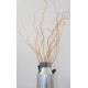 Fresh Curly Willow Branches Long Stem Fresh Curly Willow Branches Long Stem