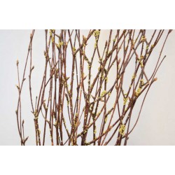 Gold Beaded Birch Branches