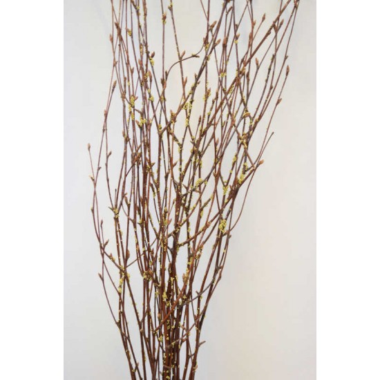 Gold Beaded Birch Branches