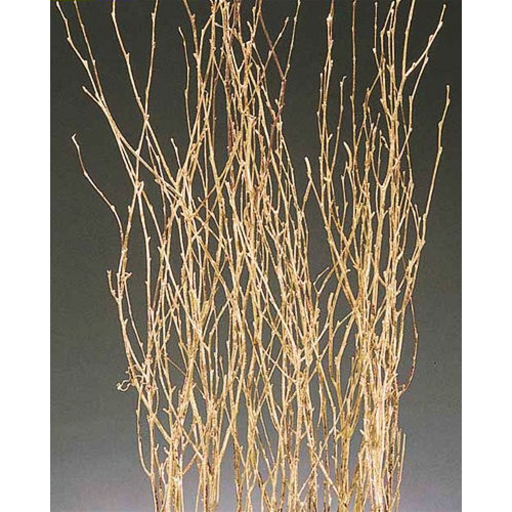 Gold Painted Birch Branches Gold Birch Branches