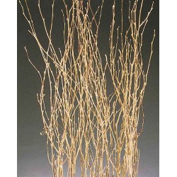 Gold Painted Birch Branches