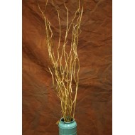 Gold Curly Willow Branches